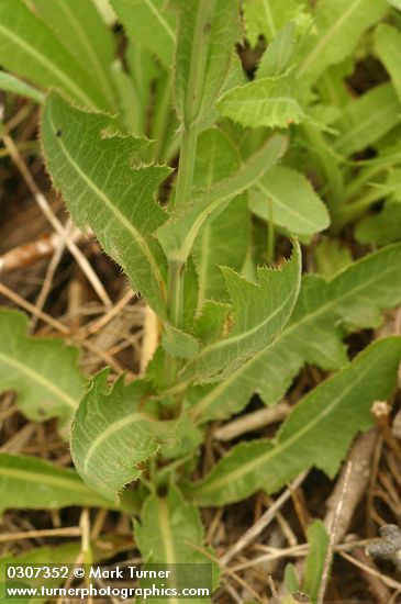 Perennial Sow Thistle foliage detail