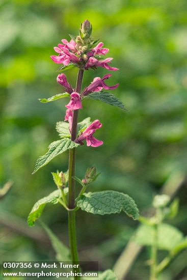 Mexican Hedge Nettle blossoms & foliage