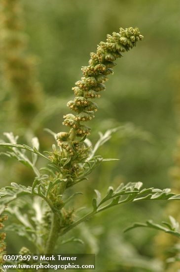Silver Burweed blossoms & foliage detail