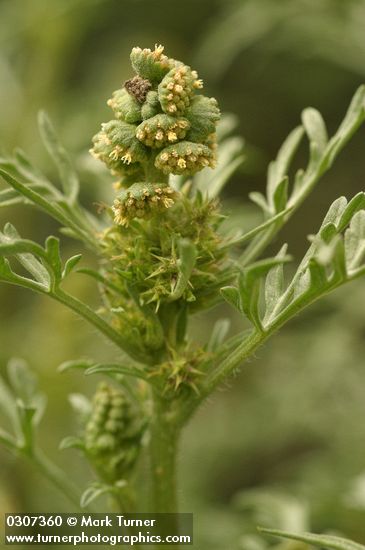Silver Burweed blossoms & foliage detail