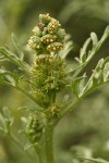 Silver Burweed blossoms & foliage detail