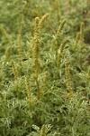 Silver Burweed