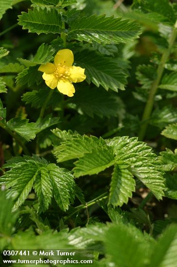 Pacific Silverweed
