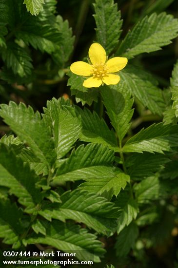 Pacific Silverweed blossom & foliage