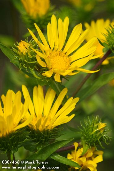 Entire-leaved Gumweed blossoms detail