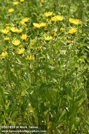 Entire-leaved Gumweed