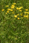 Entire-leaved Gumweed
