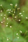 Trail Plant blossoms detail