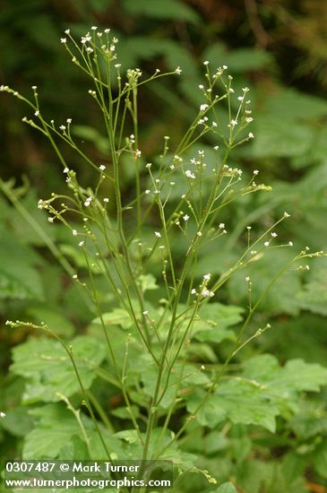 Trail Plant blossoms