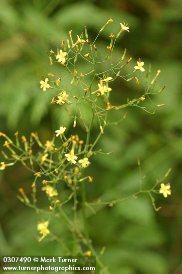 Wall Lettuce blossoms