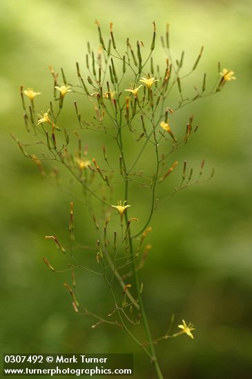 Wall Lettuce blossoms