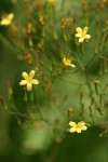 Wall Lettuce blossoms detail