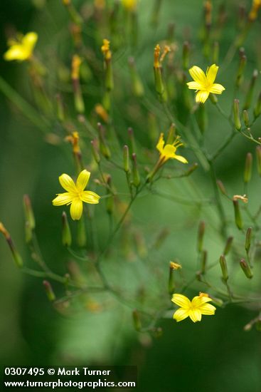 Wall Lettuce blossoms detail