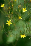 Wall Lettuce blossoms detail