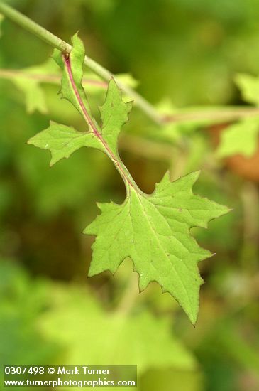 Wall Lettuce foliage detail