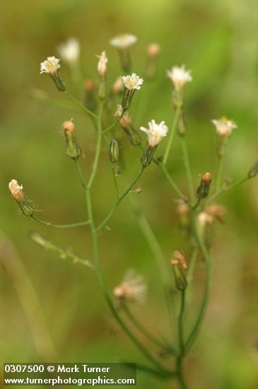 White Hawkweed blossoms detail
