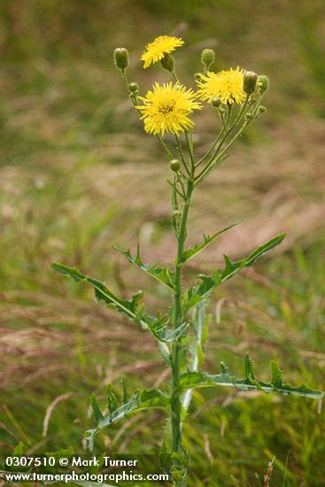 Perennial Sow Thistle