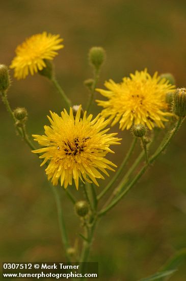Perennial Sow Thistle blossoms detail