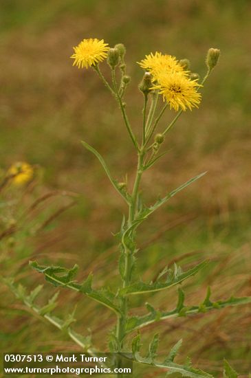 Perennial Sow Thistle