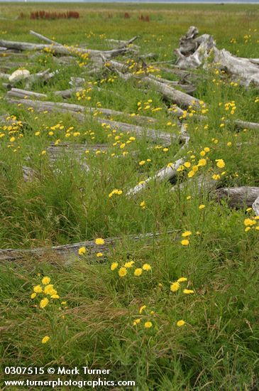 Perennial Sow Thistles among Salt Grass & driftwood logs in salt marsh