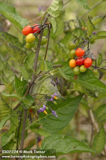 Bittersweet Nightshade blossoms, foliage & fruit
