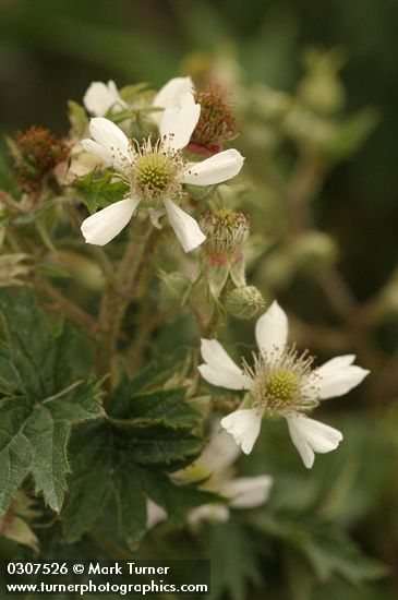 Evergreen Blackberry blossoms & foliage