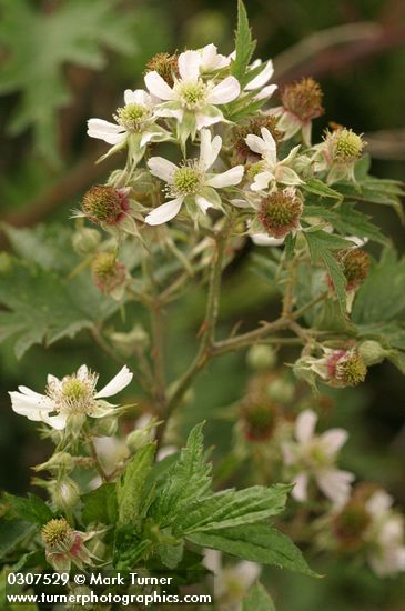 Evergreen Blackberry blossoms & foliage