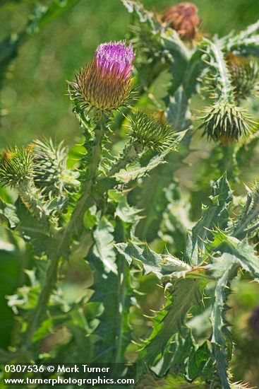 Scotch Cottonthistle blossom & foliage