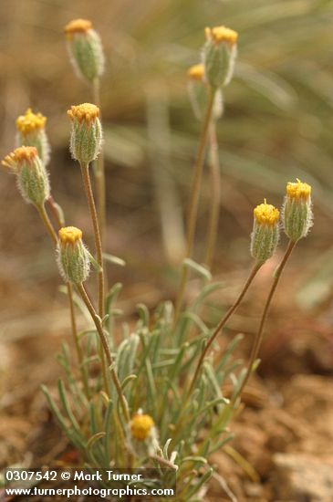 Scabland Fleabane