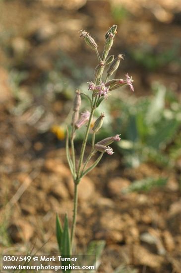 Oregon Catchfly