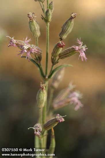 Oregon Catchfly blossoms detail