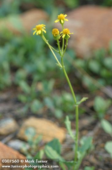 Rocky Mountain Butterweed