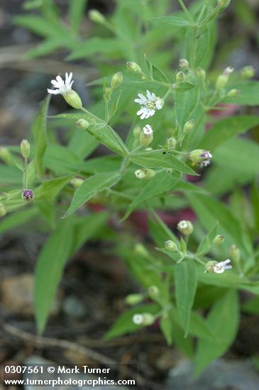 Menzies' Catchfly