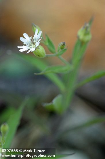 Menzies' Catchfly blossom detail