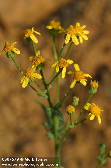 Rocky Mountain Butterweed blossoms detail