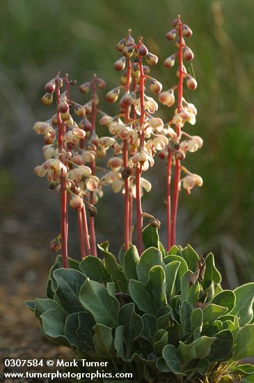 White-veined Pyrola, backlit