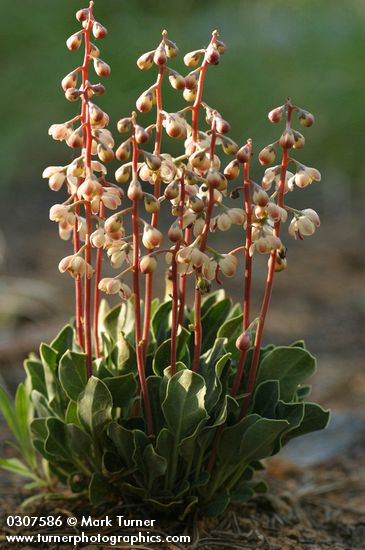 White-veined Pyrola, backlit