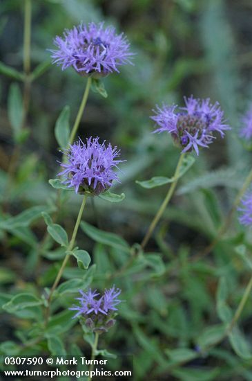 Coyote Mint blossoms & foliage detail