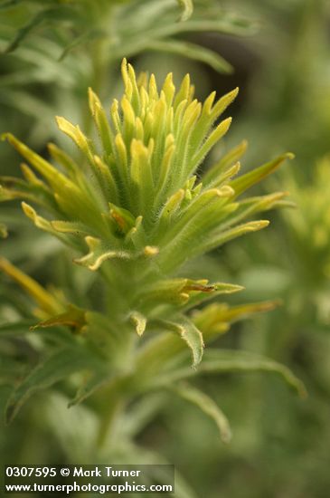 Sticky Paintbrush bracts & blossoms detail