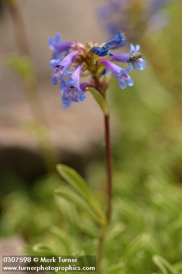 Pincushion Beardtongue blossoms