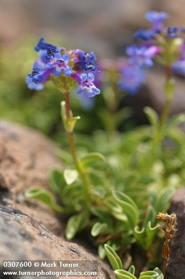 Pincushion Beardtongue