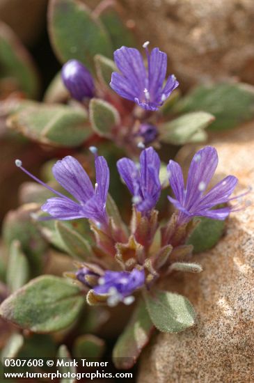 Alpine Collomia blossoms detail