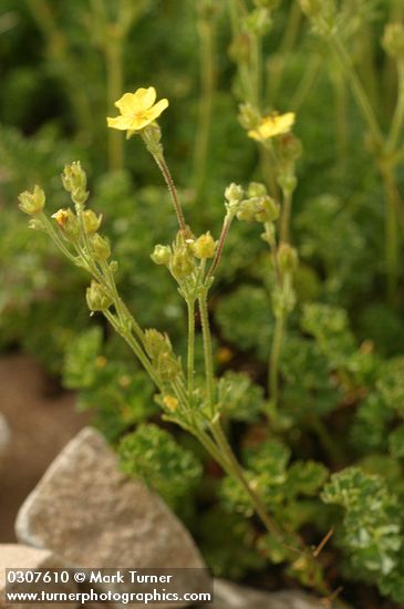 Shortleaf Cinquefoil