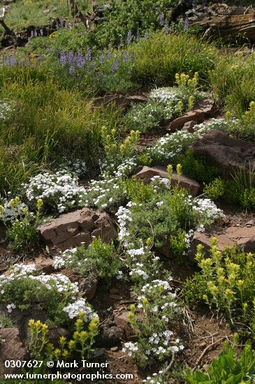 Natural rock garden w/ Hood's Phlox, Sticky Paintbrush, Lupines