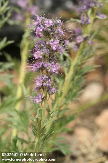 Silky Phacelia