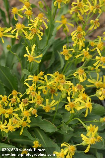 Thick-leaved Groundsel