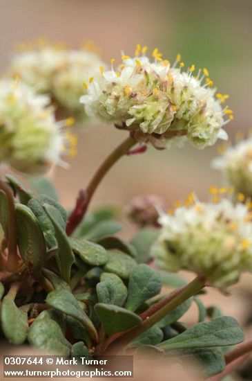 Pussypaws (white form)