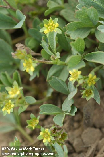 Creeping Sibbaldia blossoms & foliage detail