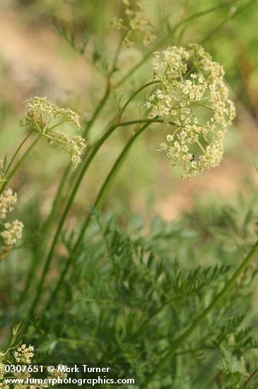 Gray's Licorice-root
