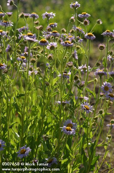 Subalpine Daisies, backlit